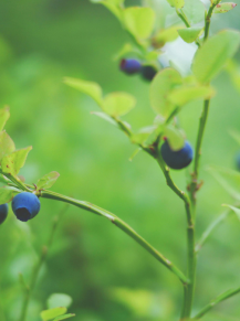 Blueberry-Minds and Mountains – 1200 × 675px Close-up of wild blueberries growing in the Pyrenees near Minds and Mountains