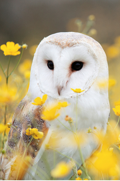 Owl Barn owl in a meadow of yellow flowers near Minds and Mountains ecolodge