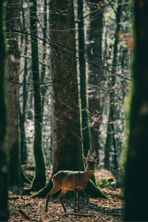 cerf