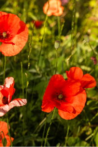 poppies